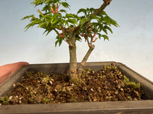 Load image into Gallery viewer, Shishigashira Japanese Maple 012
