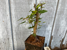 Load image into Gallery viewer, Trident Maple #5
