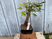 Load image into Gallery viewer, Trident Maple #33
