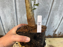 Load image into Gallery viewer, Trident Maple #8

