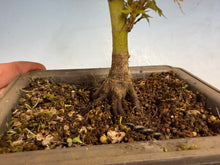 Load image into Gallery viewer, Kotohime Japanese Maple-008
