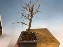 Load image into Gallery viewer, Zelkova, Japanese Grey Bark Elm 008
