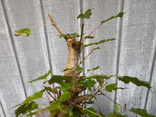 Load image into Gallery viewer, Trident Maple #24
