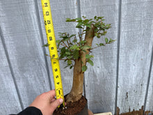 Load image into Gallery viewer, Japanese Crepe Myrtle #2
