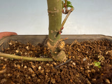 Load image into Gallery viewer, Shishigashira Japanese Maple 013
