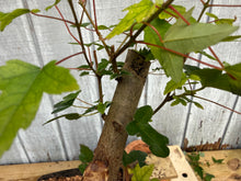 Load image into Gallery viewer, Trident Maple #31

