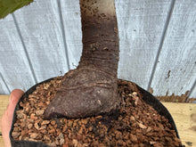 Load image into Gallery viewer, Zelkova, Japanese Grey Bark Elm #15
