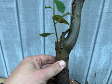 Load image into Gallery viewer, Chinese Quince #4
