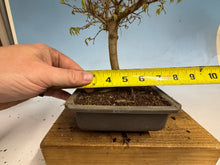 Load image into Gallery viewer, Zelkova, Japanese Grey Bark Elm 012
