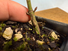 Load image into Gallery viewer, Arakawa Mayumi, Cork Bark Euonymus, Spindle Tree
