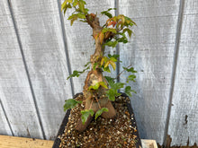 Load image into Gallery viewer, Trident Maple #48
