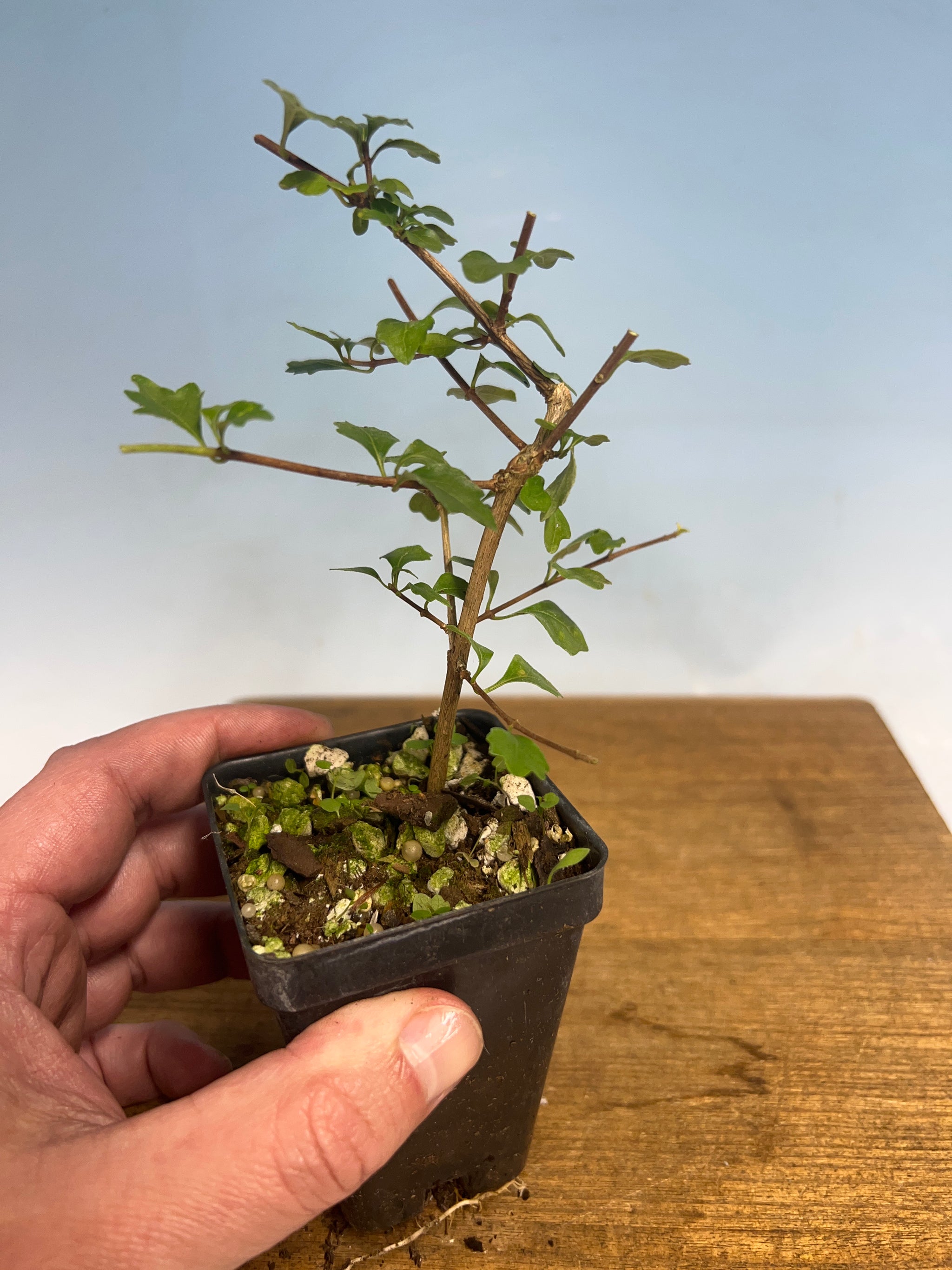 Dwarf Japanese Musk Maple (Premna) Cutting Grown  Kaede Bonsai-en