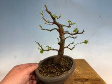 Load image into Gallery viewer, Chinese Quince 005

