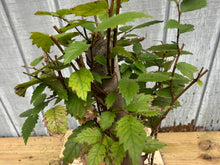 Load image into Gallery viewer, Zelkova, Japanese Grey Bark Elm #9
