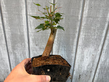 Load image into Gallery viewer, Trident Maple #20
