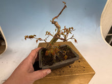 Load image into Gallery viewer, Japanese Maple 003
