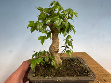 Load image into Gallery viewer, Trident Maple 009
