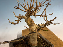 Load image into Gallery viewer, Trident Maple 002
