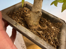Load image into Gallery viewer, Trident Maple 019
