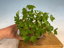 Load image into Gallery viewer, Trident Maple 021
