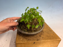 Load image into Gallery viewer, Trident Maple 026
