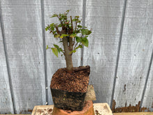 Load image into Gallery viewer, Zelkova, Japanese Grey Bark Elm #7
