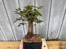 Load image into Gallery viewer, Zelkova, Japanese Grey Bark Elm #1
