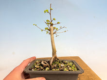 Load image into Gallery viewer, Chinese Elm, Root Cutting 001
