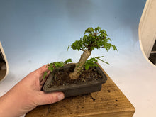Load image into Gallery viewer, Trident Maple 008
