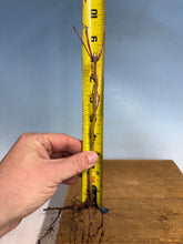 Load image into Gallery viewer, Japanese Maple, Acer Palmatum, 3 year, Cut Back
