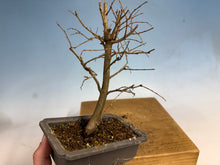 Load image into Gallery viewer, Zelkova, Japanese Grey Bark Elm 008
