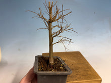 Load image into Gallery viewer, Zelkova, Japanese Grey Bark Elm 008
