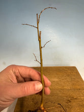 Load image into Gallery viewer, Zelkova Serrata, Japanese Grey Bark Elm- Standard 3 year, cut down
