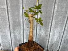 Load image into Gallery viewer, Trident Maple #25
