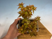 Load image into Gallery viewer, Kotohime Japanese Maple-009
