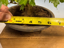 Load image into Gallery viewer, Trident Maple 020
