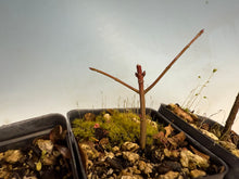 Load image into Gallery viewer, Arakawa Mayumi, Cork Bark Euonymus, Spindle Tree
