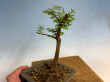 Load image into Gallery viewer, Dawn Redwood 005
