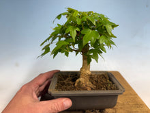 Load image into Gallery viewer, Trident Maple 014
