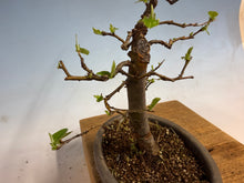 Load image into Gallery viewer, Chinese Quince 005
