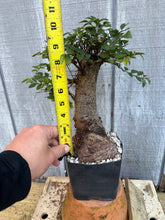 Load image into Gallery viewer, Chinese Elm #1
