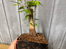 Load image into Gallery viewer, Trident Maple #15
