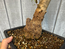 Load image into Gallery viewer, Trident Maple #47
