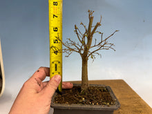 Load image into Gallery viewer, Zelkova, Japanese Grey Bark Elm 002
