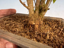 Load image into Gallery viewer, Trident Maple 015- Seedling Fushion Clump
