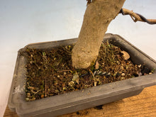 Load image into Gallery viewer, Trident Maple 002
