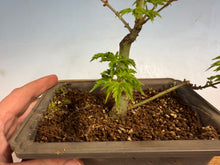 Load image into Gallery viewer, Shishigashira Japanese Maple 013

