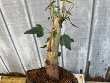 Load image into Gallery viewer, Trident Maple #6
