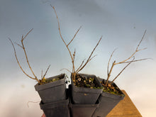 Load image into Gallery viewer, Japanese Pomegranate-Only 3 left
