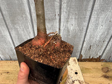 Load image into Gallery viewer, Zelkova, Japanese Grey Bark Elm #4
